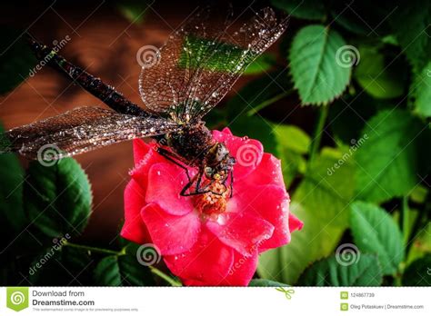 Dragonfly On A Flower Of A Red Rose Macro Photo Stock Image Image Of
