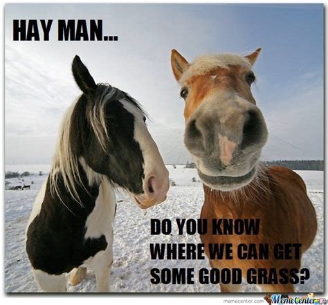 Hay Is For Horses Horse Hay Funny Horses Horse Meme