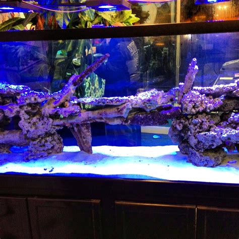 Saltwater Best Aquascape Welcome To The Brooklyn Aquarium Society