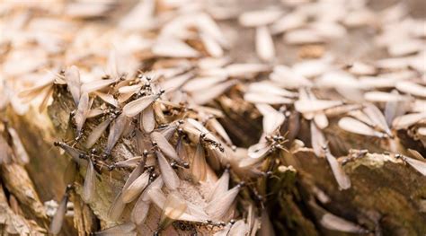 Online sources of information about pest control from vendors such as do it yourself pest control have videos which show you how to treat your home for termites and do it like a pro. How to Get Rid of Termites Naturally DIY Termites Control ...