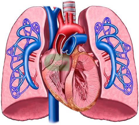 Anatomy Of The Heart And Lungs With Pulmonary Artery Circulation Heart