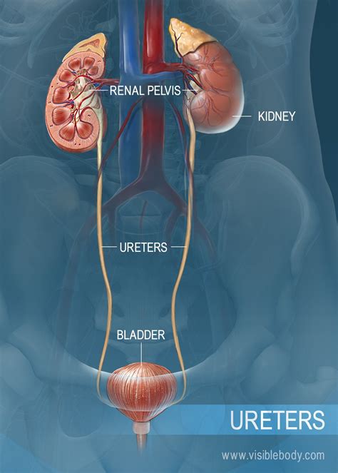 Urine Drains From The Ureters Into The Bladder Through The