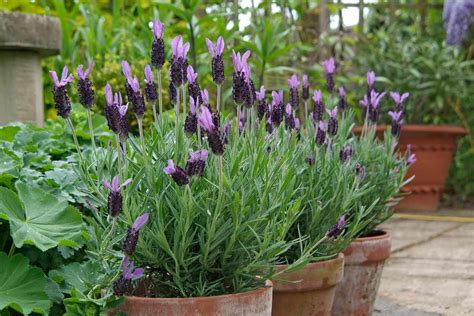 Maybe you would like to learn more about one of these? Perennials for Containers - BBC Gardeners' World Magazine