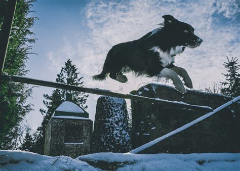 White And Black Dog Jumping Forward Photo Free Dog Image On Unsplash