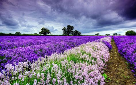 Hình Nền Hoa đẹp Flower Wallpaper Hd Cho Máy Tính