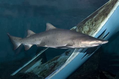 Sand Tiger Sharks Call Nc Shipwrecks Home Coastal Review