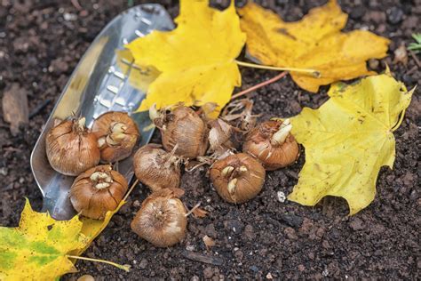 The Art Of Planting Fall Bulbs Daily Household