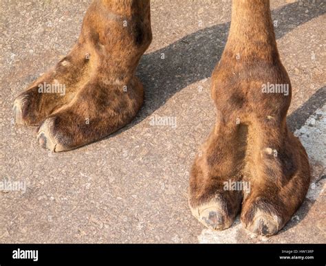 Dedo Del Pie De Camello Fotografías E Imágenes De Alta Resolución Alamy