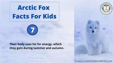 Arctic Fox Facts For Kids Youtube