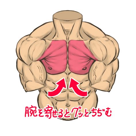 胸の筋肉、大胸筋の描き方！〜筋肉イラストの描き方 第一回『大胸筋』〜 筋肉のイラスト制作のことなら【筋肉イラスト製作所】