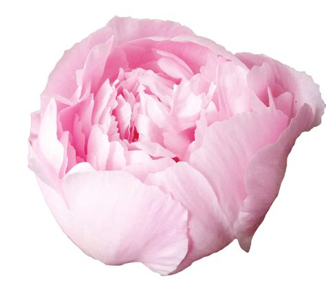 Peony Flower Png Cutout Png All Png All