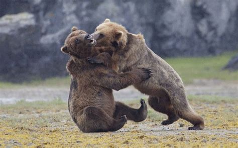 Bear Fight Turns Into Bear Hug