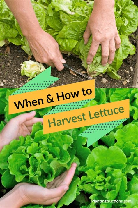 When To Harvest Lettuce How To Do It Correctly Plant Instructions