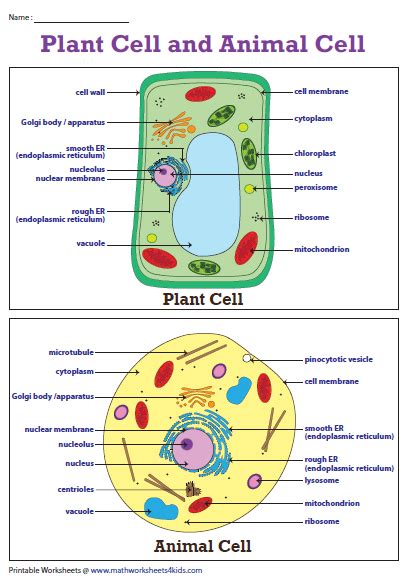 Plant Cell Diagram Animal Cell Diagram Animal Cell Plant And
