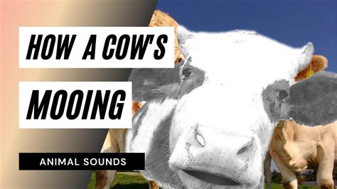 The Animal Sounds Cows Mooing Sound Effect Animation Youtube