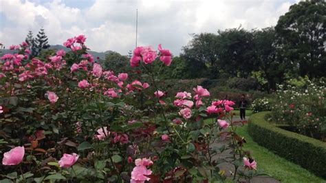 Paling Populer 11 Gambar Kebun Bunga Ros Gambar Bunga Indah