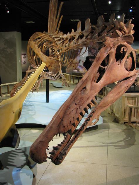 Spinosaurus Exhibit Spinosaurus Lost Giant Of The Cretace Flickr