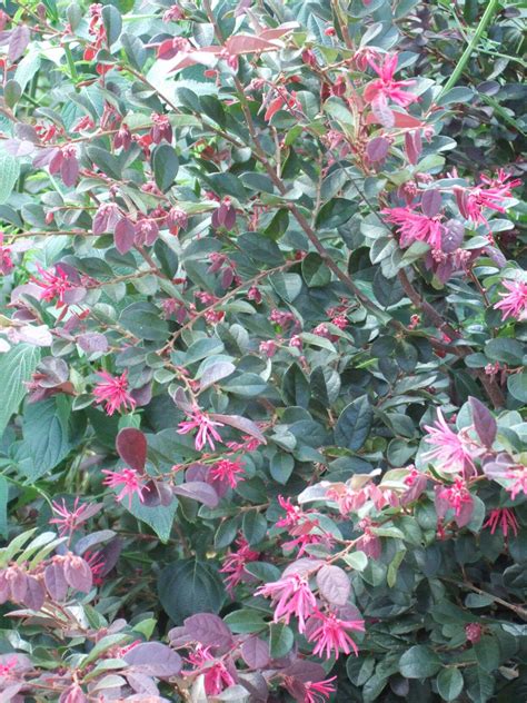 Well, the most common reason is that the owner of the trees will have the opportunity to get the benefits from the tree sooner. 15 Blooming Evergreen Shrubs That Will Add Instant Color ...