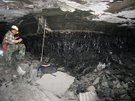 Underground Fossil Forest In Illinois Offers Clues On Climate Change