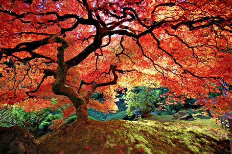 A Magnificent Tree 2048x1362 Beautiful Sites Beautiful World