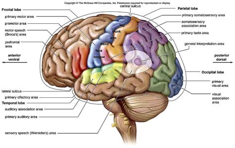 Left Hemisphere Brain Models With Cerebral Lobes Brocas Area