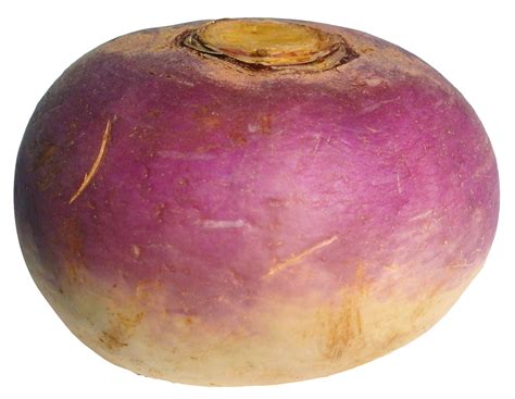 Its beginnings go back to the early web as one of the first. Turnip PNG HD Transparent Turnip HD.PNG Images. | PlusPNG