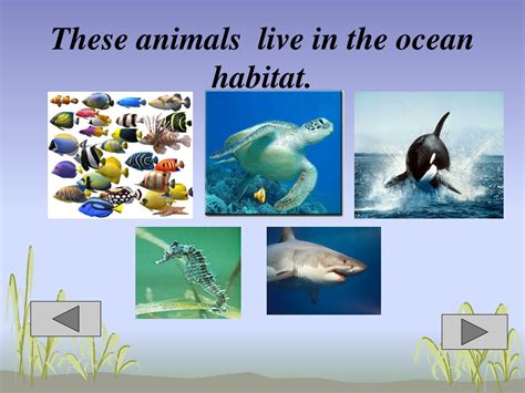 Ppt Habitat Powerpoint Presentation Free Download Id364217