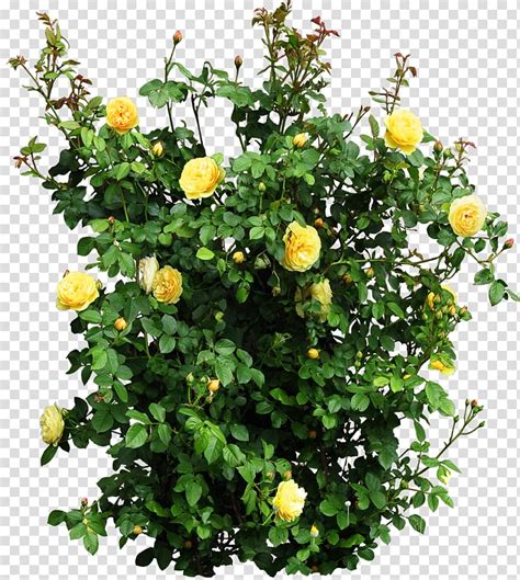 Yellow Rose Bush Clipart 10 Free Cliparts Download Images On