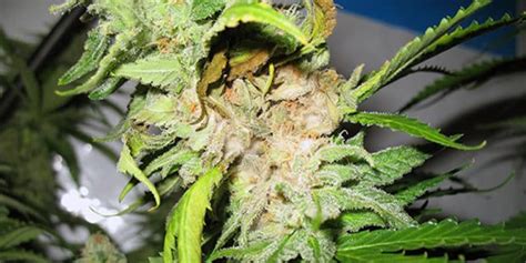 Bud Rot On Cannabis How To Spot The Enemy And Save Your Crops