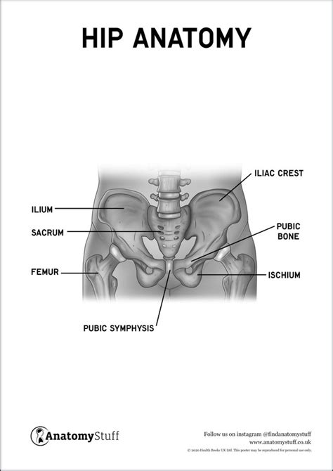 Hip Anatomy Poster Pdf