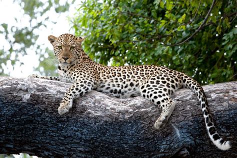 Leopard On Tree Botswana Africa Watchful Leopard On Huge Tree Trunk