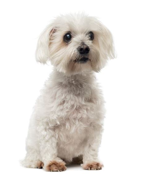 Old Maltese Dog With Cataract Sitting Looking Away Stock Image