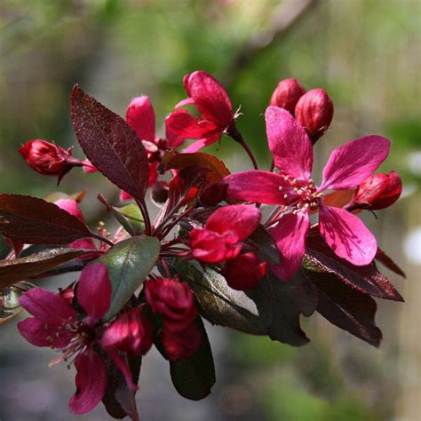 Buy Profusion Crab Apple Trees Online The Tree Center