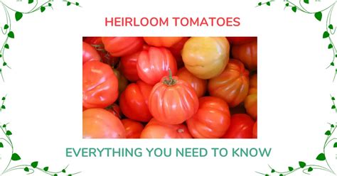 Heirloom Tomatoes Everything You Need To Know