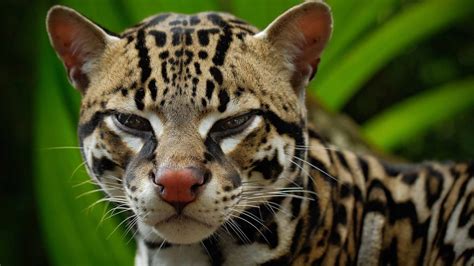 Margay Hunt Mode National Geographic