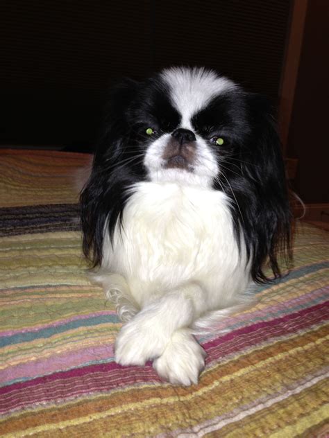 Pin By Sherrie Johns On Japanese Chins Japanese Chin Dog Japanese