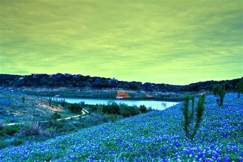 Bluebonnets At Muleshoe Bend State Park Bill Blackmon Photography