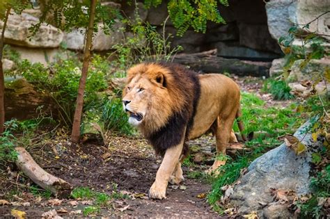 Premium Photo Lion In Jungle Forest In Nature