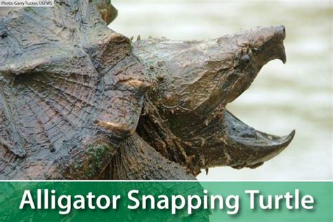 Alligator Snapping Turtle Facts The Largest Freshwater Turtle In America