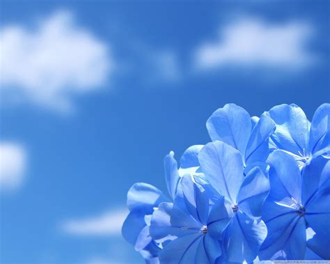 Blue Flowers Wallpaper 1280x1024 66278
