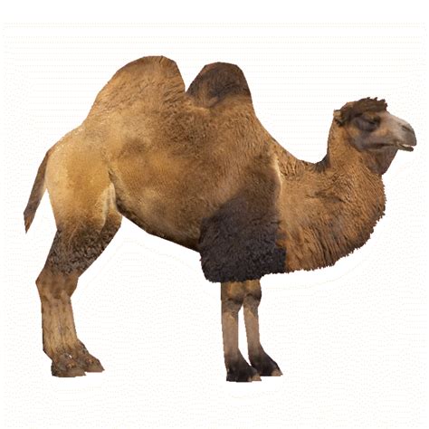 อันดับหนึ่ง 96 ภาพ Camel แบรนด์ประเทศอะไร ครบถ้วน
