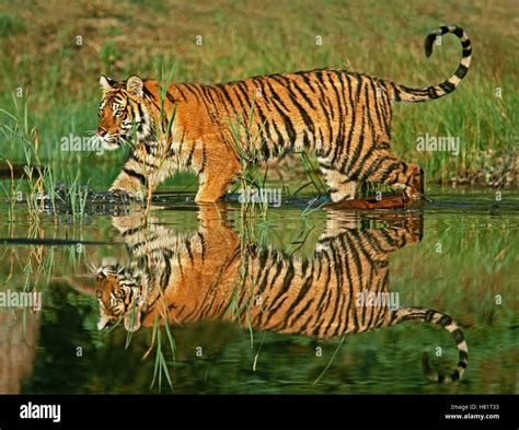 Siberian Tiger Panthera Tigris Altaica Sub Adult Walking Through