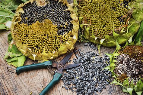 Giant Sunflower Seeds Outdoor And Gardening Seeds And Seed Bombs