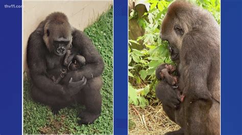 Baby Gorilla Born At Little Rock Zoo Result Of Species Survival Plan