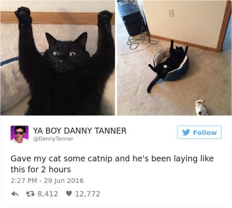 The 27 Funniest Tweets About Cats In 2016
