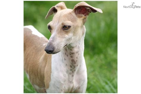 This is the price you can expect to budget for an italian greyhound with papers but without breeding rights nor show quality. Meet Justin a cute Italian Greyhound puppy for sale for ...