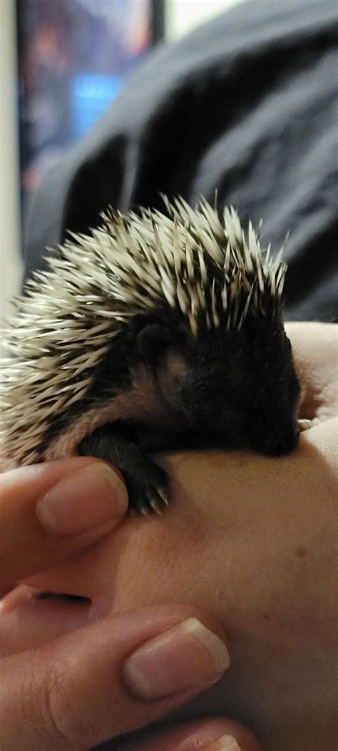 Update To My Earlier Post Baby Hedgie Rhedgehog