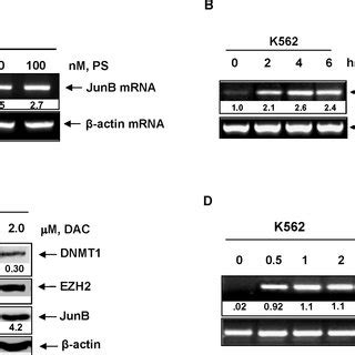 Panobinostat Induces JunB MRNA In A Dose And Time Dependent Manner A Download Scientific