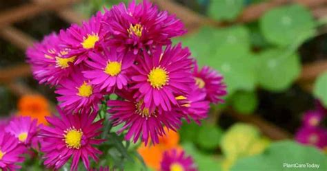 Each stem can contain multiple flowers. 45 Easy Perennials: Flowers That Come Back Every Year in ...
