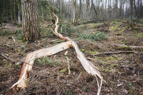 Broken Tree In A Forest After A Heavy Windstorm Stock Photo Image Of